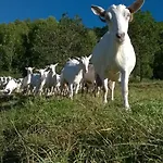 Agroturismo Les Ecureuils *