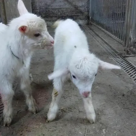 Çiftlik konaklama Les Ecureuils