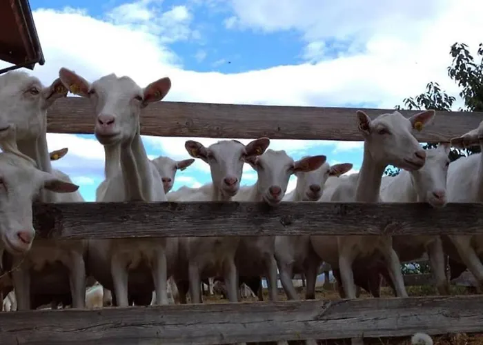 Farm stay Les Ecureuils *