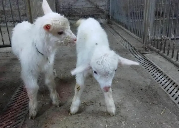 Farm stay Les Ecureuils