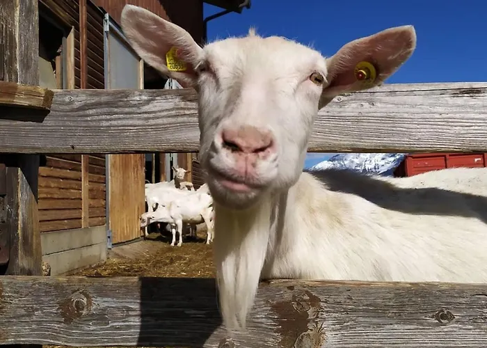 Les Ecureuils Farm stay