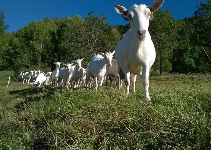 Farm stay Les Ecureuils *